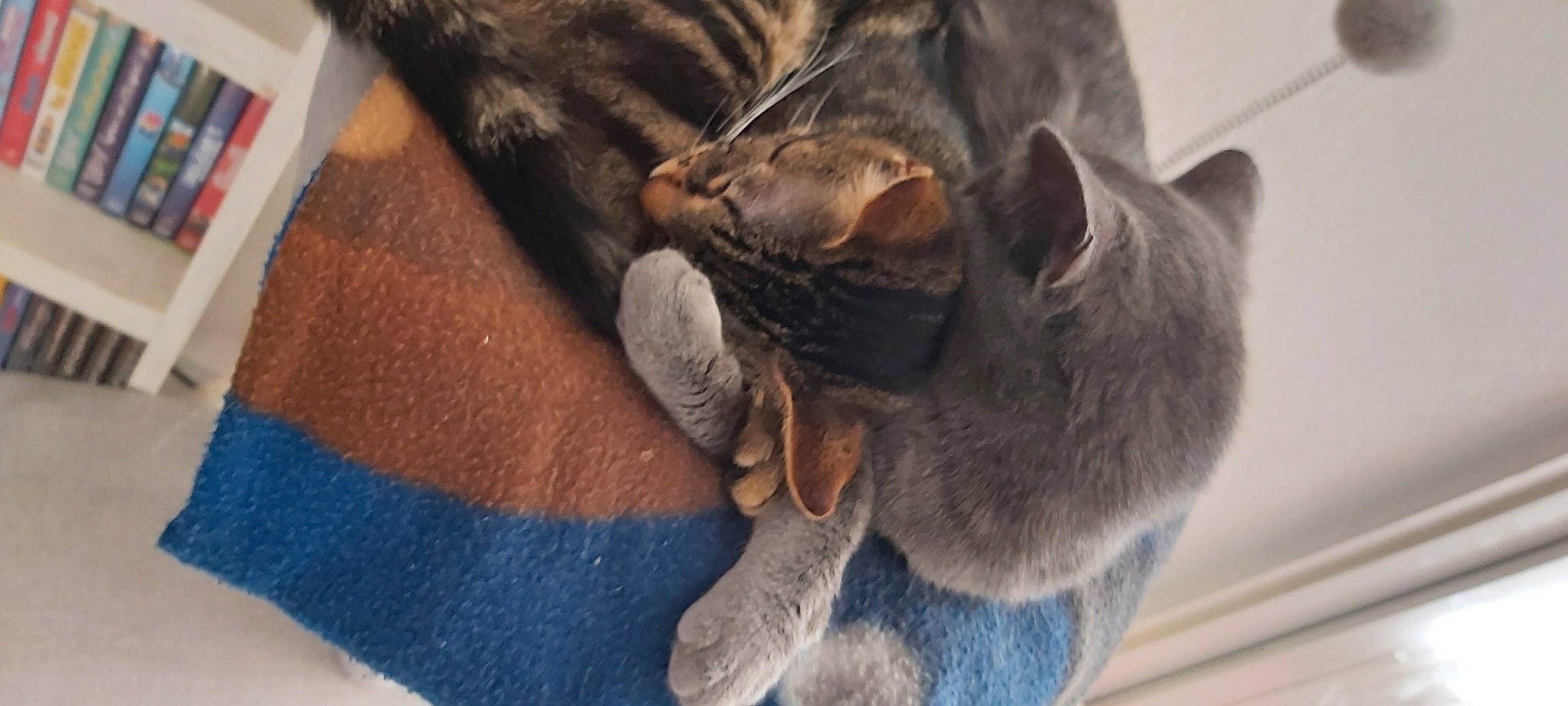 Videl Et Bulmat a rejoint le concours — aidez-le/la à gagner de superbes lots ! asian, carnivore, cat, chartreux, claw, domestic_short_haired_cat, dragon_li, european_shorthair, felidae, fur, german_rex, korat, nap, paw, pixie_bob, polydactyl_cat, russian_blue, small_to_medium_sized_cats, snout, whiskers