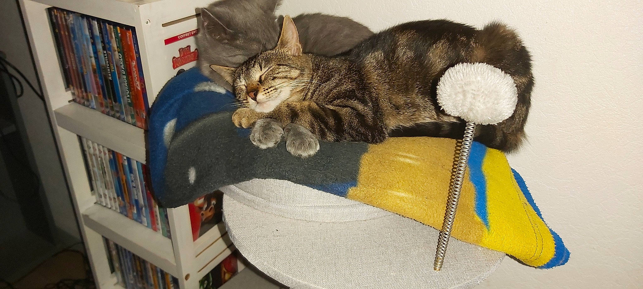 Videl Et Bulmat a rejoint le concours — aidez-le/la à gagner de superbes lots ! american_shorthair, asian, carnivore, cat, domestic_short_haired_cat, dragon_li, ear, european_shorthair, felidae, kitten, maine_coon, norwegian_forest_cat, paw, pixie_bob, small_to_medium_sized_cats, tabby_cat, tail, whiskers