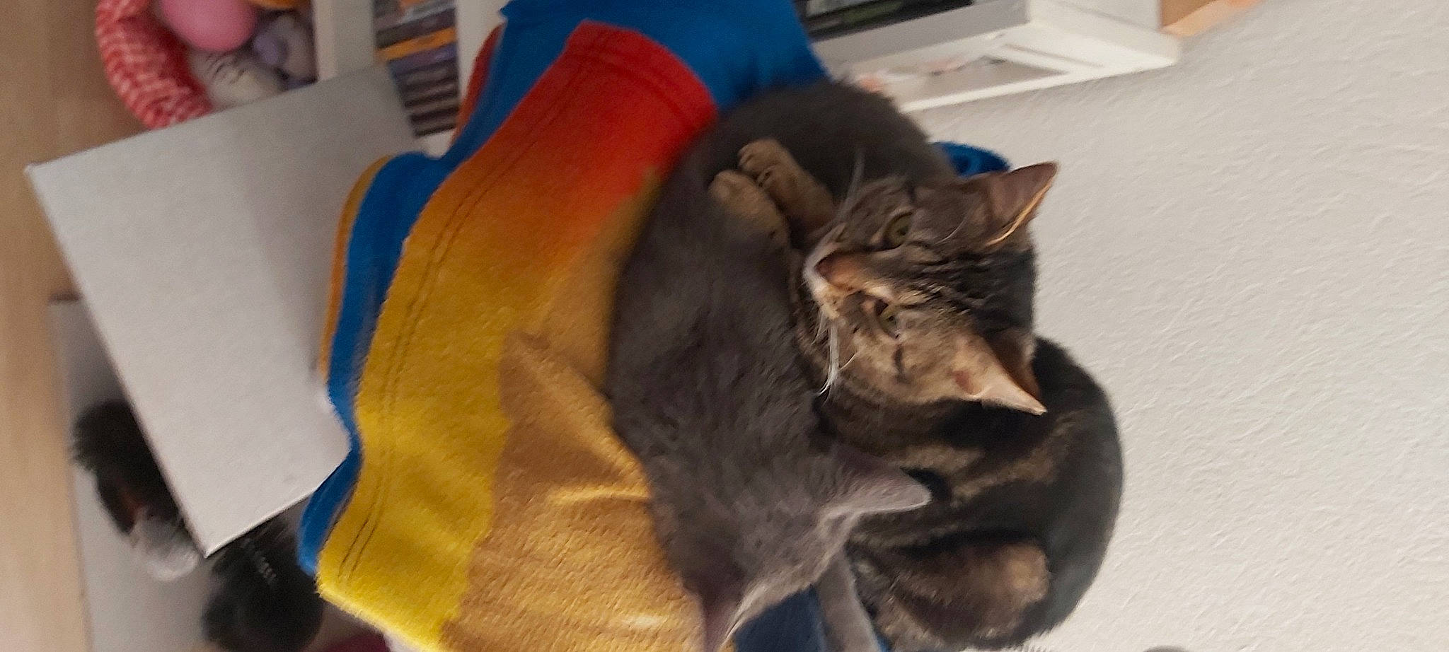 Videl Et Bulmat a rejoint le concours — aidez-le/la à gagner de superbes lots ! asian, carnivore, cat, chartreux, domestic_short_haired_cat, ear, european_shorthair, felidae, fur, havana_brown, korat, mammal, nap, russian_blue, small_to_medium_sized_cats, snout, tabby_cat, whiskers