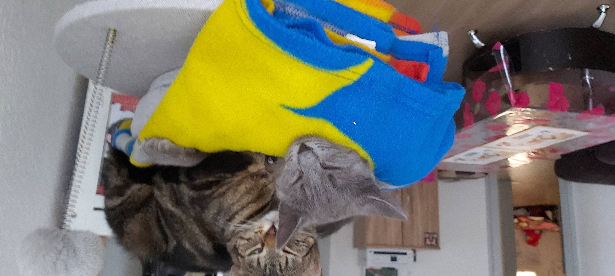 Videl Et Bulmat participe au concours pour gagner de l'argent avec cette photo : british_shorthair, carnivore, cat, felidae, kitten, russian_blue, small_to_medium_sized_cats, yellow