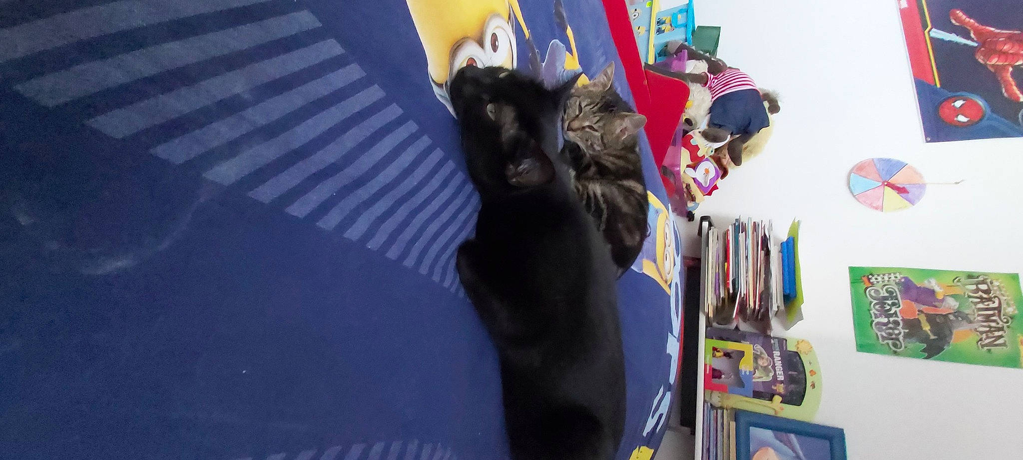 Chichi a rejoint le concours — aidez-le/la à gagner de superbes lots ! black_cat, canidae, carnivore, cat, felidae, furniture, guard_dog, kitten, small_to_medium_sized_cats, tail