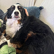 Petunia joined the competition — help win amazing prizes! dog, couch, blanket, pillow, pet, black_fur, white_fur, brown_fur, indoor, cozy, relaxed, cute, tongue_out, fur, hand, comfort, resting, expression, closeup, living_room