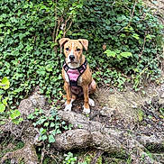 Athéna participe au concours pour gagner de l'argent avec cette photo : dog, puppy, pink_harness, forest, ivy, greenery, roots, moss, nature, outdoor, sitting, animal, pet, canine, leafy_background, brown_fur, white_paws, alert, young_dog, woodland