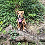 dog, puppy, pink_harness, forest, ivy, greenery, roots, moss, nature, outdoor, sitting, animal, pet, canine, leafy_background, brown_fur, white_paws, alert, young_dog, woodland