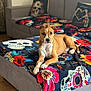 dog, brown_dog, white_dog, couch, blanket, colorful_blanket, skull_pattern, flower_pattern, living_room, indoor, pet, canine, fur, resting, curious, seated, wooden_floor, decorative_pillow, home, animal