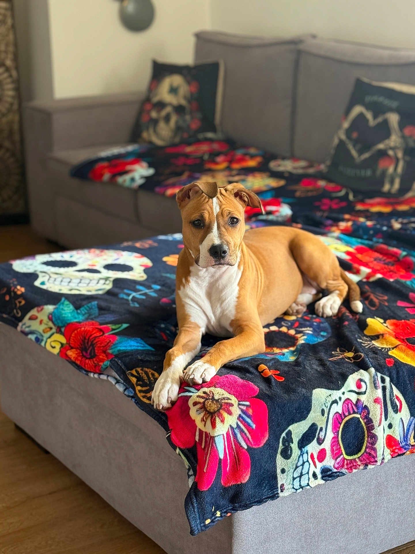 Athéna a rejoint le concours — aidez-le/la à gagner de superbes lots ! dog, brown_dog, white_dog, couch, blanket, colorful_blanket, skull_pattern, flower_pattern, living_room, indoor, pet, canine, fur, resting, curious, seated, wooden_floor, decorative_pillow, home, animal
