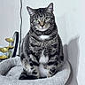cat, tabby, gray_fur, white_chest, green_eyes, sitting, upright, pet, animal, whiskers, ears, indoor, home, cat_bed, plush, furniture, portrait, direct_gaze, plant, wall