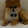 L.b.grainger joined the competition — help win amazing prizes! adorable, animal, bed, bow_tie, companion, cute, cute_pet, dog, domestic_animal, fluffy, furry, indoor, looking_at_camera, mammal, pet, pomeranian, portrait, resting, small_dog, white_bed