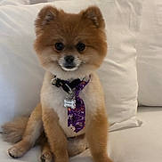 L.b.grainger joined the competition — help win amazing prizes! animal, collar, companion, couch, cozy, cute, dog, domestic_animal, fluffy, friendly, furry, house, indoor, pet, pomeranian, portrait, sitting, small_dog, tie, white_background