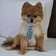 L.b.grainger is registered to the contest to win money with this photo: dog, pomeranian, pet, bed, white_bed_sheet, pillow, tie, cute, fluffy, small_dog, indoor, animal, sitting, fur, brown_fur, adorable, household, resting, portrait, companion