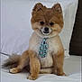 dog, pomeranian, pet, bed, white_bed_sheet, pillow, tie, cute, fluffy, small_dog, indoor, animal, sitting, fur, brown_fur, adorable, household, resting, portrait, companion