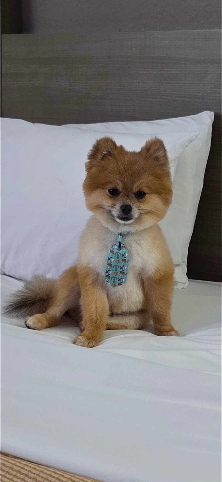 L.b.grainger is registered to the contest to win money with this photo: dog, pomeranian, pet, bed, white_bed_sheet, pillow, tie, cute, fluffy, small_dog, indoor, animal, sitting, fur, brown_fur, adorable, household, resting, portrait, companion