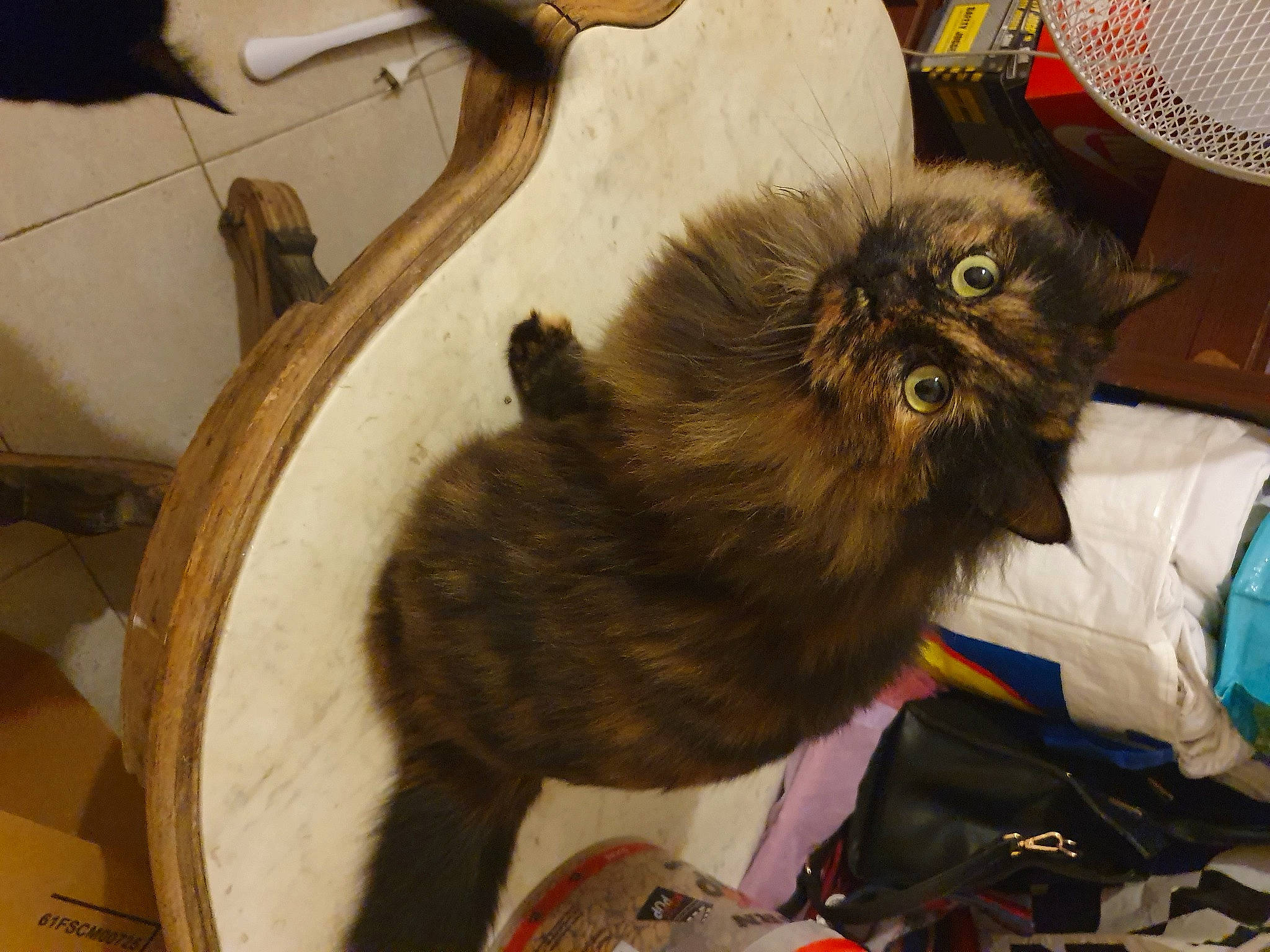 Lilou participe au concours pour gagner de l'argent avec cette photo : bag, baggage, british_longhair, canidae, carnivore, cat, claw, companion_dog, dog_breed, fawn, felidae, fur, luggage_and_bags, paw, small_to_medium_sized_cats, snout, sporting_group, tail, terrestrial_animal, whiskers