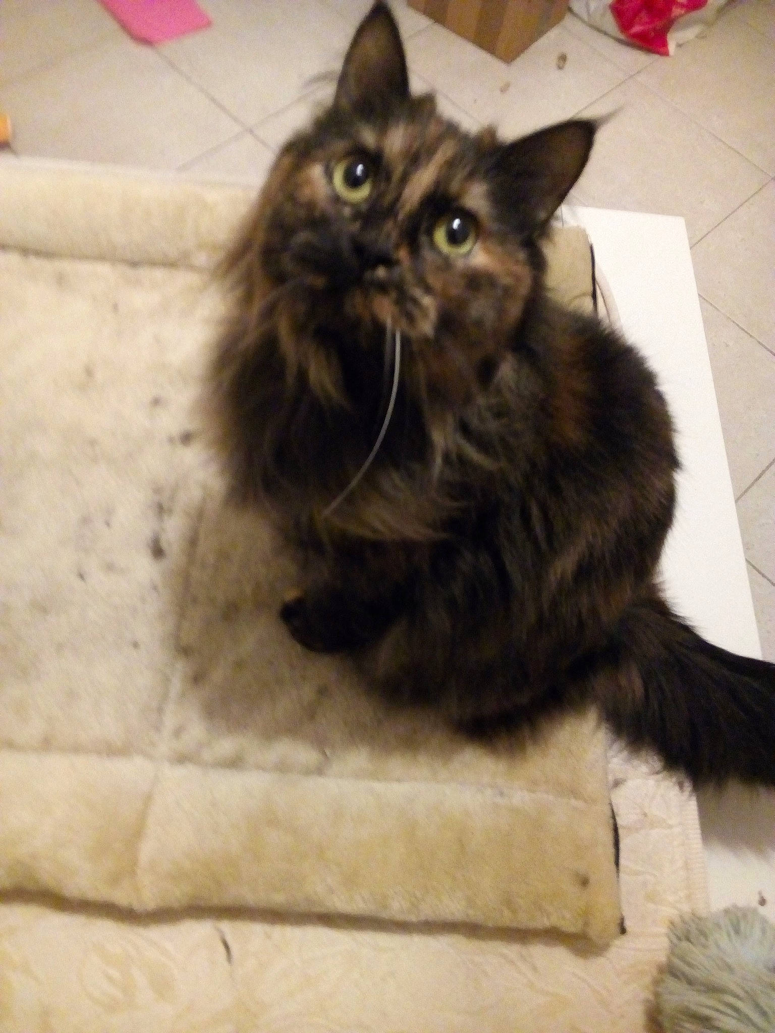 Lilou a rejoint le concours — aidez-le/la à gagner de superbes lots ! black_cat, carnivore, cat, claw, comfort, couch, domestic_short_haired_cat, felidae, floor, flooring, fur, paw, plant, sitting, small_to_medium_sized_cats, tail, tile, tile_flooring, whiskers, window