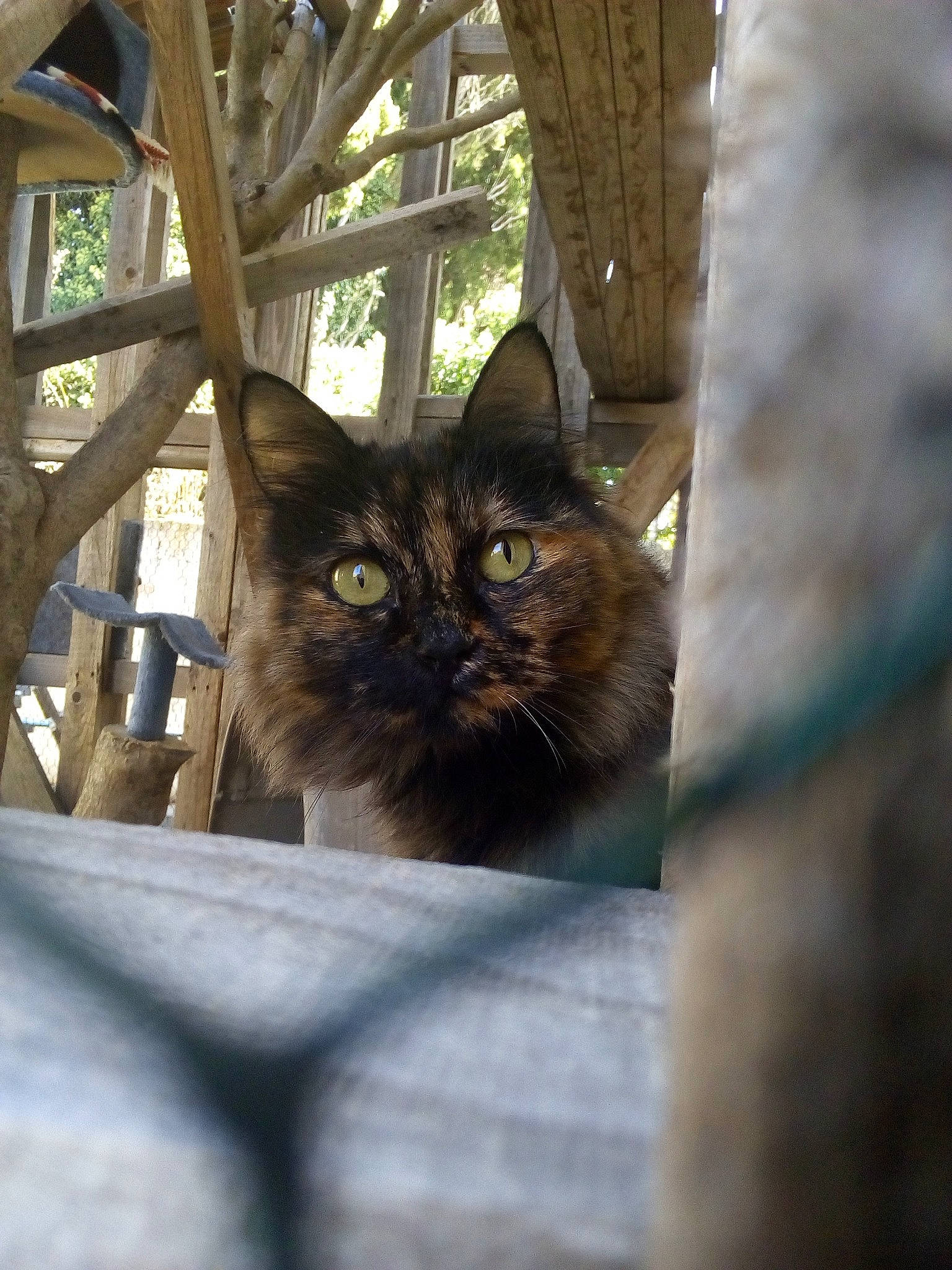 Lilou a rejoint le concours — aidez-le/la à gagner de superbes lots ! animal_shelter, black_cat, carnivore, cat, domestic_short_haired_cat, fawn, felidae, fur, plant, sitting, small_to_medium_sized_cats, snout, terrestrial_animal, tints_and_shades, tree, trunk, whiskers, window, wood, zoo