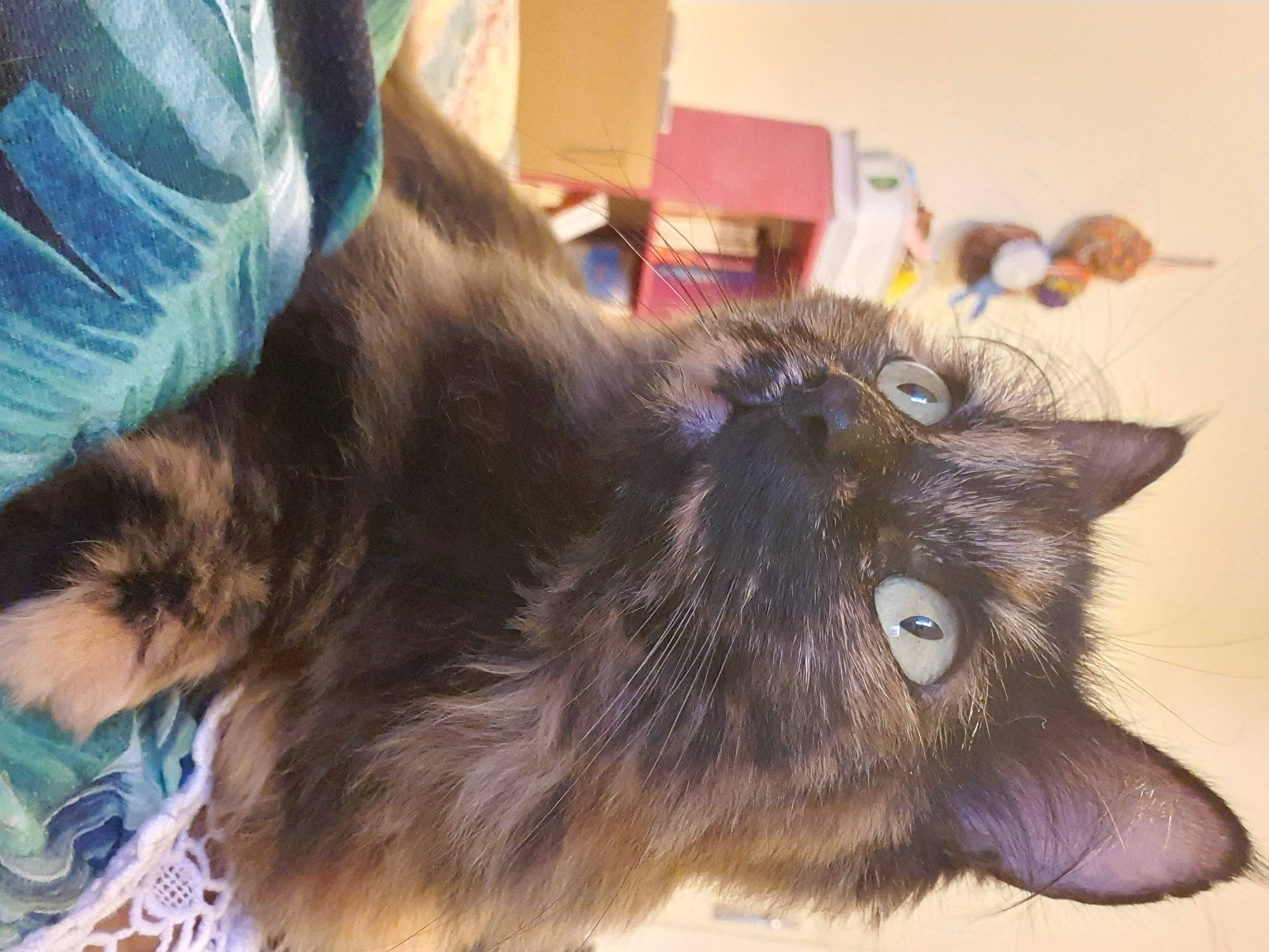 Lilou a rejoint le concours — aidez-le/la à gagner de superbes lots ! black_cat, box, carnivore, cat, claw, dog_breed, domestic_short_haired_cat, ear, fawn, felidae, fur, liver, paw, small_to_medium_sized_cats, tail, terrestrial_animal, whiskers