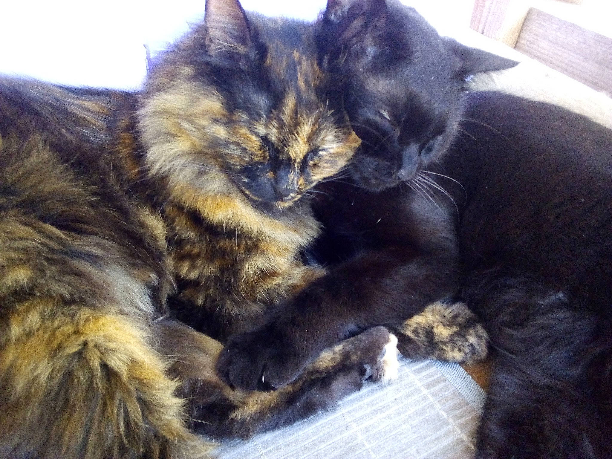 Lilou a rejoint le concours — aidez-le/la à gagner de superbes lots ! carnivore, cat, claw, comfort, domestic_short_haired_cat, felidae, fur, nap, paw, small_to_medium_sized_cats, snout, tail, terrestrial_animal, whiskers