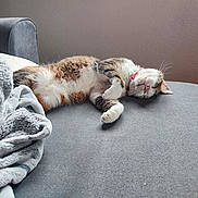 Bouboule a rejoint le concours — aidez-le/la à gagner de superbes lots ! blanket, cat, collar, comfort, couch, cozy, domestic_animal, fur, furniture, gray, home, indoor, nap, paw, pet, relaxing, resting, sleeping, tabby, whiskers