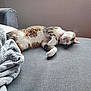 blanket, cat, collar, comfort, couch, cozy, domestic_animal, fur, furniture, gray, home, indoor, nap, paw, pet, relaxing, resting, sleeping, tabby, whiskers