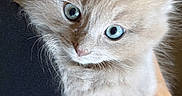 Yuki is registered to the contest to win money with this photo: kitten, cat, fluffy, long_hair, blue_eyes, green_eye, heterochromia, pet, animal, portrait, close_up, fur, whiskers, pink_nose, sitting, being_held, indoors, soft_lighting, cute, curious