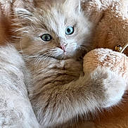 Yuki is registered to the contest to win money with this photo: kitten, cat, fluffy, long_hair, cream_fur, blue_eye, green_eye, heterochromia, close_up, portrait, cuddly, stuffed_animal, teddy_bear, indoor, cozy, cute, whiskers, pink_nose, soft_texture, adorable