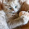 kitten, cat, fluffy, long_hair, cream_fur, blue_eye, green_eye, heterochromia, close_up, portrait, cuddly, stuffed_animal, teddy_bear, indoor, cozy, cute, whiskers, pink_nose, soft_texture, adorable