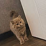 Yuki is registered to the contest to win money with this photo: cat, kitten, fluffy, long_hair, brown, tabby, blue_eyes, animal, pet, cute, standing, walking, tail, whiskers, ears, wood_floor, indoor, door, corner, portrait