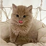 kitten, cat, fluffy, ginger, long_hair, sitting, tongue_out, wide_eyes, pet, animal, cute, adorable, portrait, indoors, cushion, hanging_chair, rope, soft_lighting, cream_color, cozy