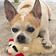 Oliver joined the competition — help win amazing prizes! animal, brown, carpet, cute, dog, ears, face, furniture, home, indoor, lying_down, paws, pet, playing, plush_toy, relaxed, small_dog, tennis_ball, toy, white