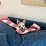 Oliver is registered to the contest to win money with this photo: animal, blanket, blue_cushion, chihuahua, comfortable, couch, cozy, cute, dog, ears_up, home, indoor, looking, painting, pet, pink_blanket, relaxing, resting, small_dog, wall