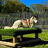 Roxy participe au concours pour gagner de l'argent avec cette photo : husky, dog, pet, animal, outdoor, grass, sunlight, blue_sky, fence, wooden_platform, nature, greenery, canine, leisure, relaxing, fur, daytime, park, red_harness, mammal