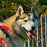 Roxy participe au concours pour gagner de l'argent avec cette photo : dog, siberian_husky, canine, pet, outdoor, fence, tongue_out, fur, animal, harness, nature, greenery, portrait, daylight, ears, snout, happy, closeup, blue_eyes, mammal
