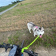 Roxy a rejoint le concours — aidez-le/la à gagner de superbes lots ! adventure, animal, bicycle, canine, clouds, daytime, dog, field, grass, handlebar, happy, leash, nature, outdoor, pet, road, rural, siberian_husky, sky, walking