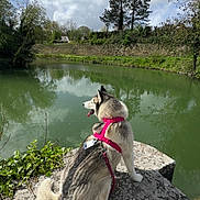 Roxy a rejoint le concours — aidez-le/la à gagner de superbes lots ! dog, husky, pink_harness, leash, river, water, stone_platform, trees, greenery, clouds, sky, outdoor, nature, reflection, calm, animal, pet, daytime, landscape, peaceful