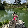 dog, husky, pink_harness, leash, river, water, stone_platform, trees, greenery, clouds, sky, outdoor, nature, reflection, calm, animal, pet, daytime, landscape, peaceful