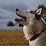 dog, husky, outdoor, grass, sky, cloudy, trees, animal, pet, canine, tongue, panting, collar, happy, profile, nature, summer, field, muzzle, fur