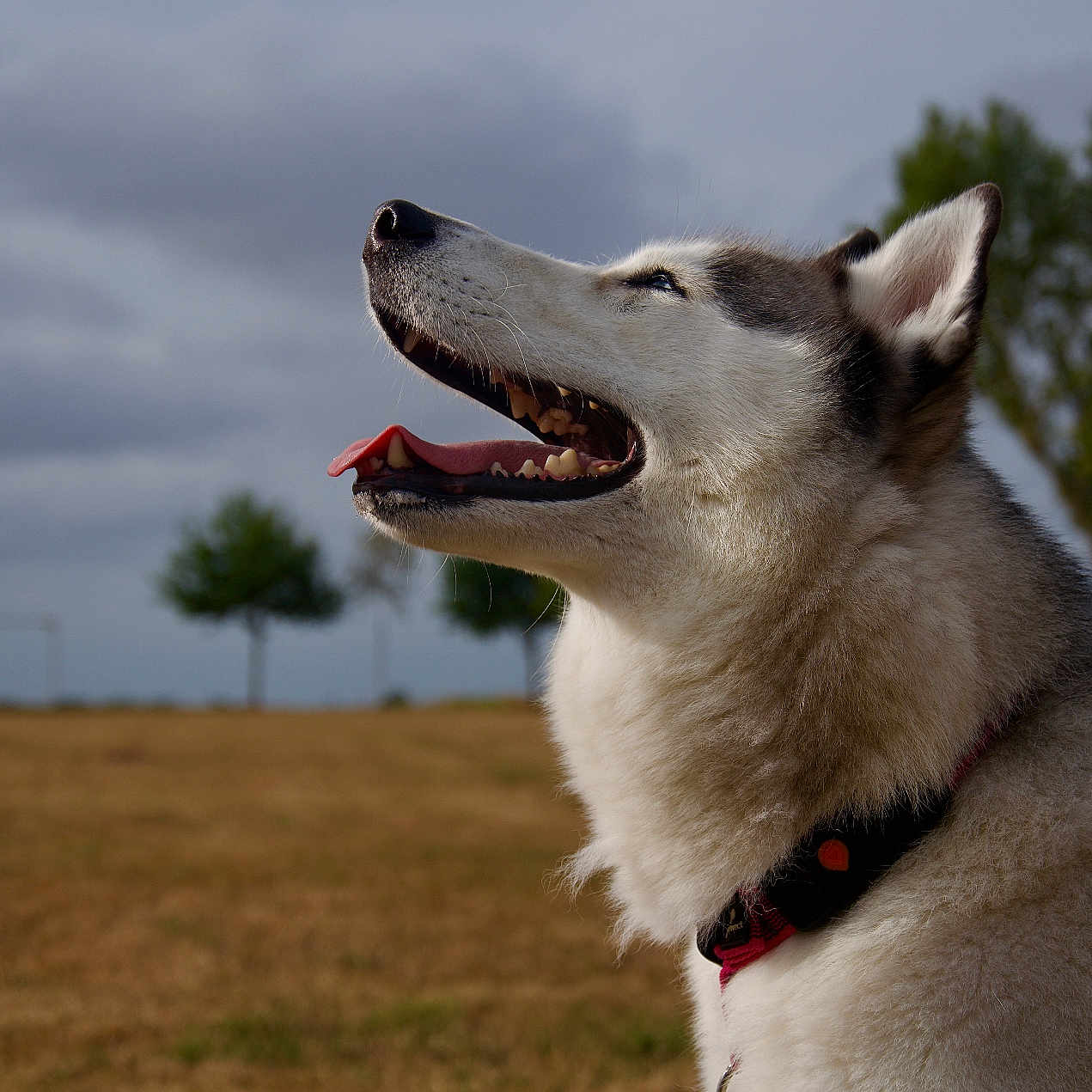 Roxy a rejoint le concours — aidez-le/la à gagner de superbes lots ! dog, husky, outdoor, grass, sky, cloudy, trees, animal, pet, canine, tongue, panting, collar, happy, profile, nature, summer, field, muzzle, fur