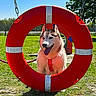 dog, husky, animal, pet, outdoor, sunny, grass, blue_sky, red_swing, playground, chain, happy, tongue_out, daylight, nature, tree, leash, park, canine, fur