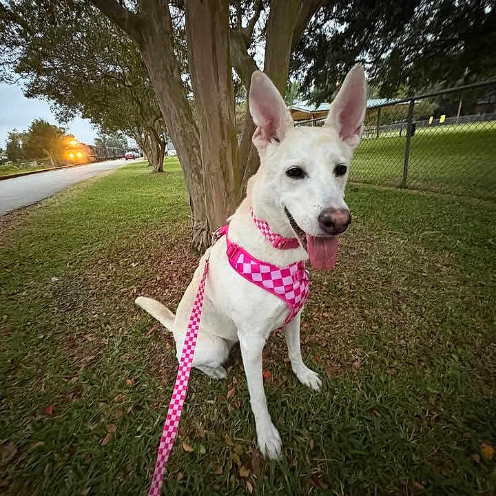 Bella is registered to the contest to win money with this photo: animal, canine, daytime, dog, ears_up, fence, grass, happy, harness, leash, nature, outdoor, park, pet, pink, sidewalk, tongue_out, tree, walking, white_dog