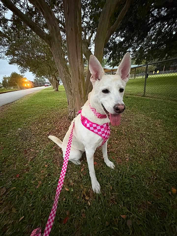 Bella is registered to the contest to win money with this photo: dog, white_dog, leash, harness, pink, grass, tree, outdoor, pet, canine, tongue_out, ears_up, fence, sidewalk, park, nature, animal, walking, daytime, happy