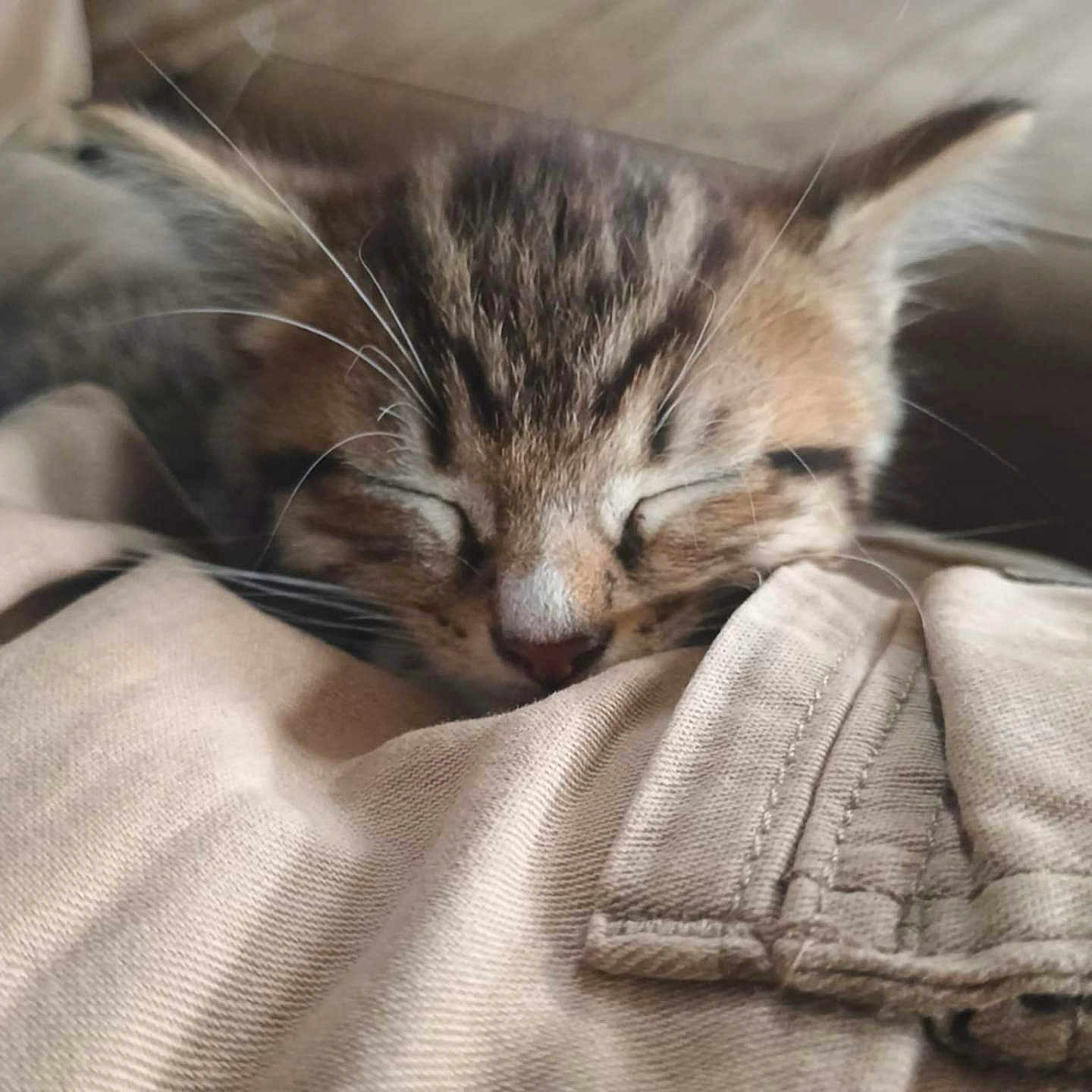 Milo Homer Fay is registered to the contest to win money with this photo: animal, close_up, comfort, cozy, cute, domestic, fabric, fur, indoor, kitten, nap, peaceful, pet, resting, sleeping, soft, striped, tiny, whiskers, young