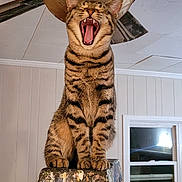 Gary joined the competition — help win amazing prizes! cat, tabby, yawning, mouth_open, ladder, paint_splattered, ceiling_fan, indoor, window, panel_walls, feline, pet, animal, striped, sitting, tongue, claws, ears, whiskers, home
