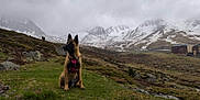 Freya participe au concours pour gagner de l'argent avec cette photo : dog, mountain, snow, grass, harness, outdoor, nature, cloudy_sky, rocks, hill, landscape, pet, canine, scenery, animal, mountain_range, wilderness, field, quiet, daytime