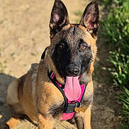 Freya participe au concours pour gagner de l'argent avec cette photo : dog, canine, pet, outdoor, sunlight, dirt_path, grass, animal, happy, tongue_out, ears_up, sitting, pink_harness, nature, daylight, playful, muzzle, fur, brown, black_face