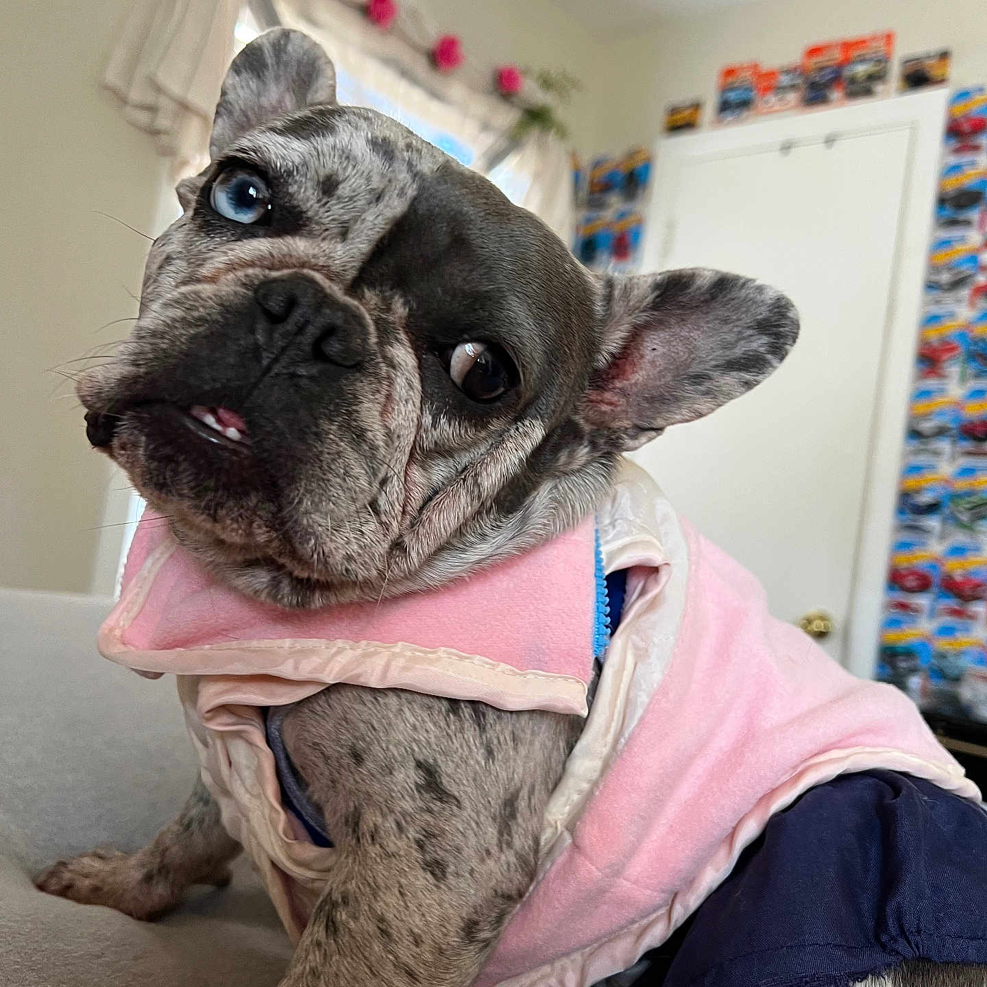 Lulu joined the competition — help win amazing prizes! animal, boxer, bulldog, canine, dog, frenchbulldog, indoors, interiordesign, pet, pitbull, pug, puppy