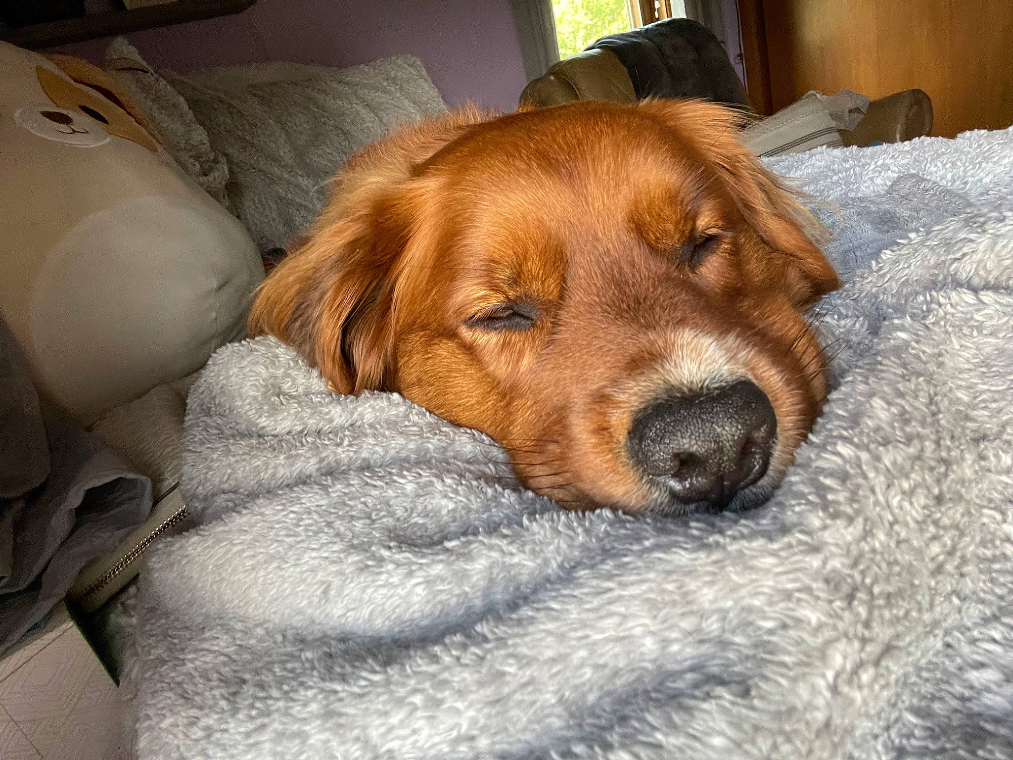 Ralphie is registered to the contest to win money with this photo: bored, canidae, carnivore, comfort, companion_dog, dog, dog_breed, dog_supply, fawn, flooring, fur, hardwood, hound, liver, paw, scent_hound, sporting_group, whiskers, wood, working_animal