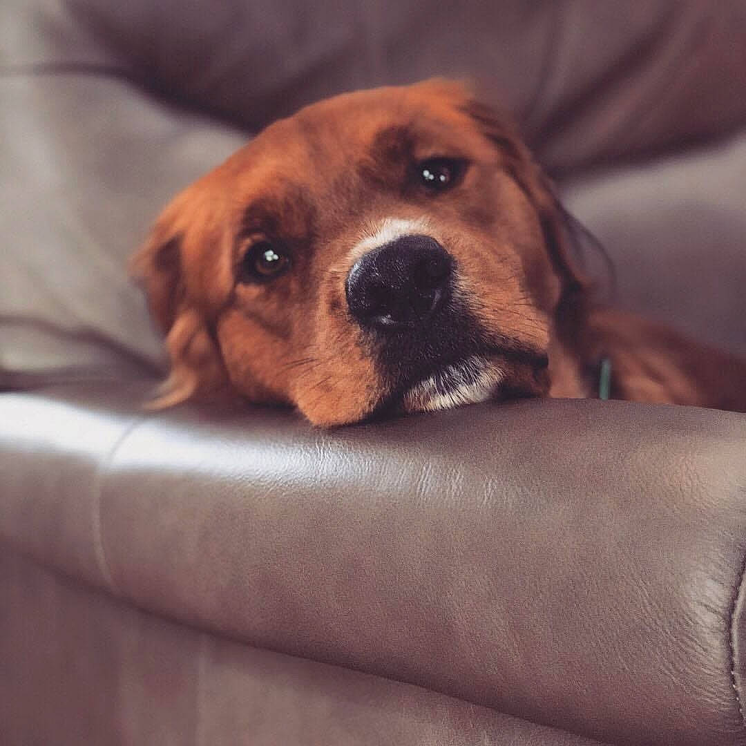 Ralphie joined the competition — help win amazing prizes! canidae, carnivore, comfort, companion_dog, dog, dog_breed, fawn, fur, hound, liver, paw, scent_hound, snout, sporting_group, terrestrial_animal, whiskers, wood, working_animal