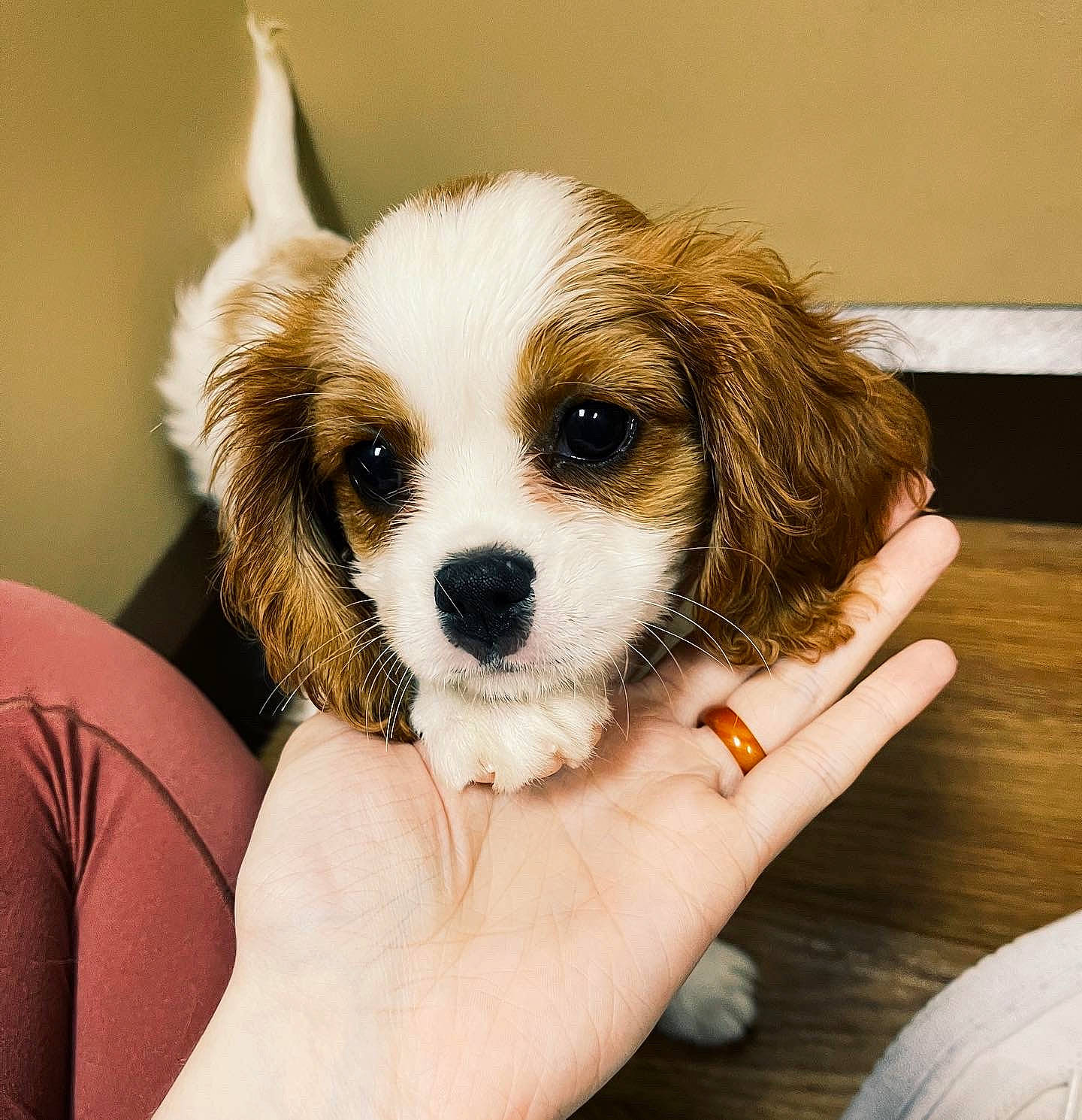 Hazel Bean joined the competition — help win amazing prizes! ball, canidae, carnivore, companion_dog, dog, dog_breed, dog_supply, fawn, fur, hand, puppy, puppy_love, small_greek_domestic_dog, snout, sporting_group, toy_dog, whiskers, working_animal