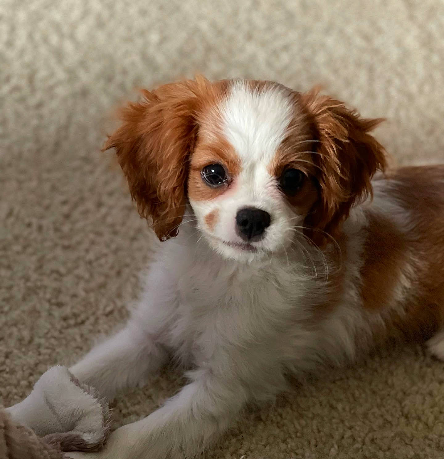 Hazel Bean joined the competition — help win amazing prizes! ancient_dog_breeds, bored, canidae, carnivore, companion_dog, dog, dog_breed, fawn, fur, grass, liver, puppy, snout, sporting_group, terrestrial_animal, toy_dog, whiskers