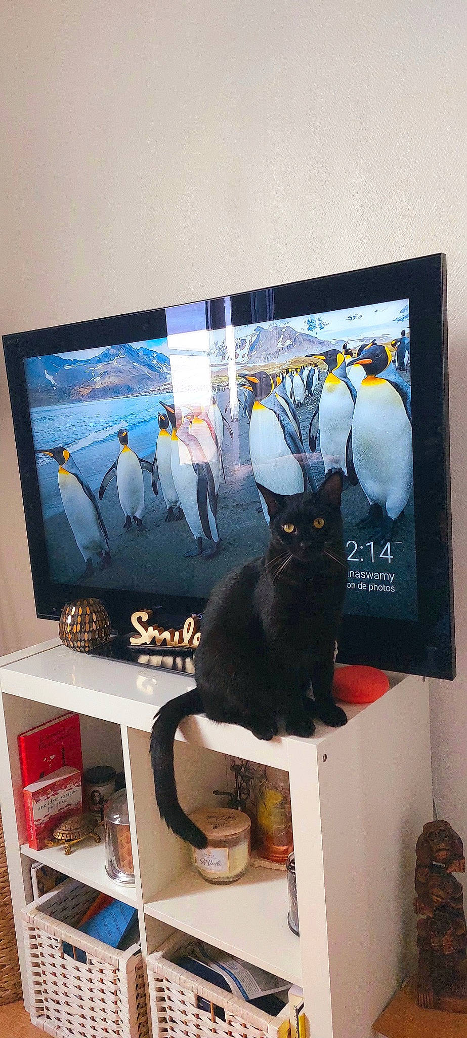 Salem participe au concours pour gagner de l'argent avec cette photo : art, bombay, cable_television, carnivore, cat, display_device, electronic_device, felidae, flat_panel_display, font, output_device, paint, picture_frame, rectangle, shelf, small_to_medium_sized_cats, snapshot, tail, television_set, whiskers